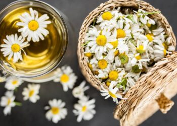 Como o chá de camomila pode se tornar um calmante diário