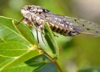 Cigarras cantando no jardim em dezembro? Técnica segura para calar a árvore inteira sem matar nenhuma