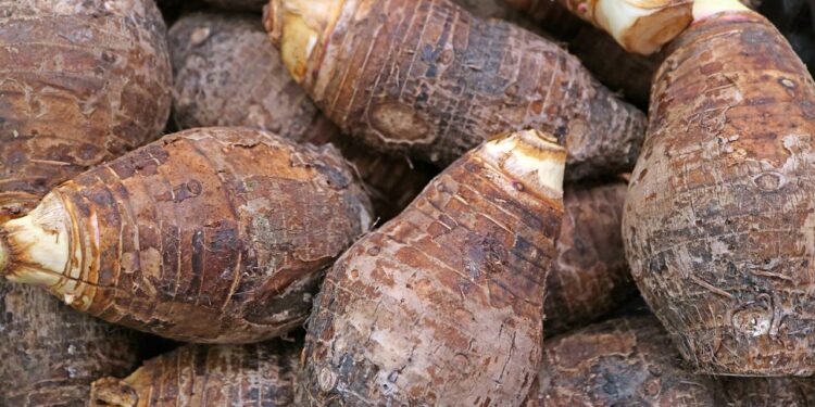 Como plantar inhame em qualquer solo com ótimos resultados