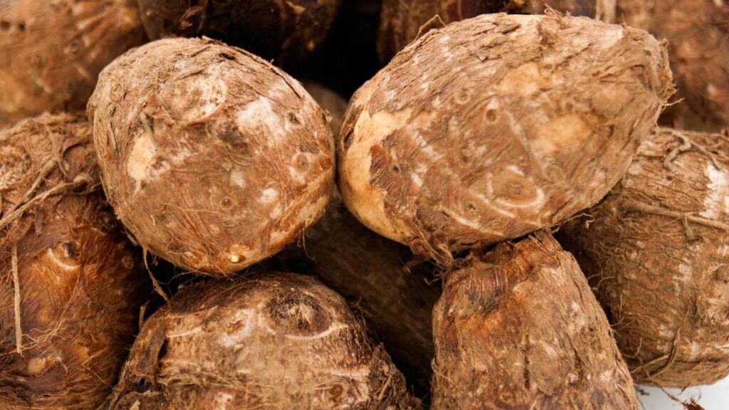 Como plantar inhame em qualquer solo com ótimos resultados