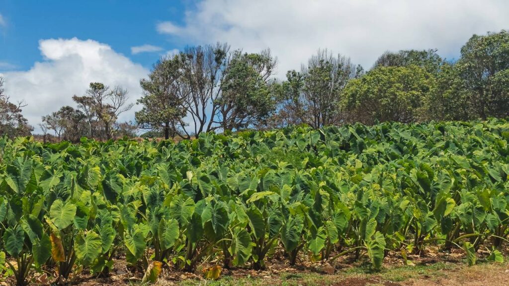 Como plantar inhame em qualquer solo com ótimos resultados