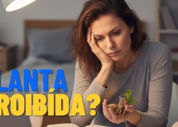 Esta planta é proibida no Brasil, mas promete combater o estresse