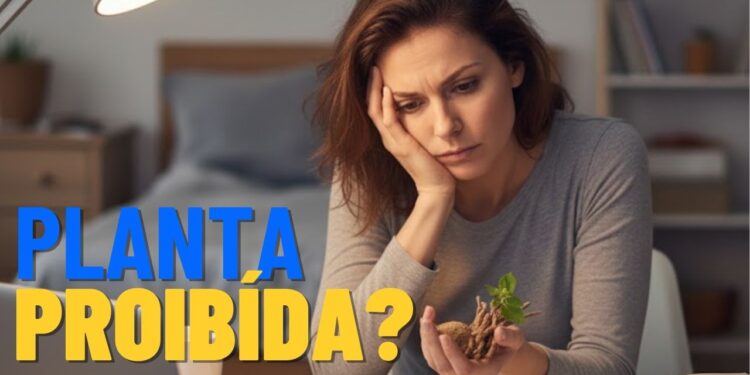 Esta planta é proibida no Brasil, mas promete combater o estresse