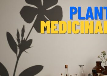 Esta planta medicinal pode ser encontrada facilmente e é uma das mais eficientes em diversos tratamentos