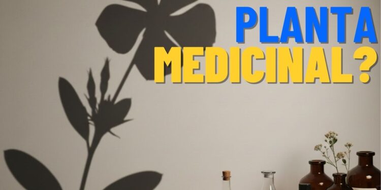 Esta planta medicinal pode ser encontrada facilmente e é uma das mais eficientes em diversos tratamentos