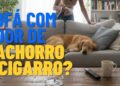 Cheiro de cachorro e cigarro no sofá? Com esta misturinha prática você pode dizer adeus aos odores fortes, deixando sua sala de estar limpa e agradável