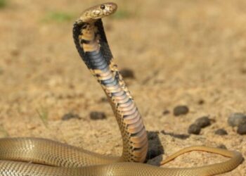 Criança encontrou cobra enquanto brinca e a morde até a morte: “Ela já havia mordido a cobra e a matado no local”