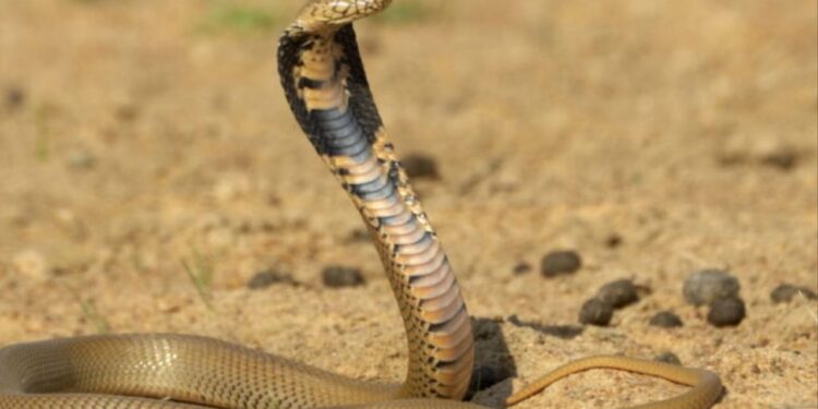 Criança encontrou cobra enquanto brinca e a morde até a morte: “Ela já havia mordido a cobra e a matado no local”