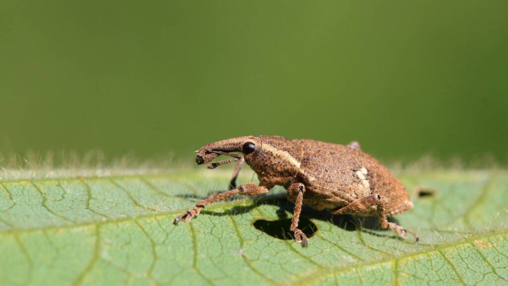 Gorgulhos furando pacotes de feijão e arroz agora no calor? Armadilha com folha que pega todos sem matar