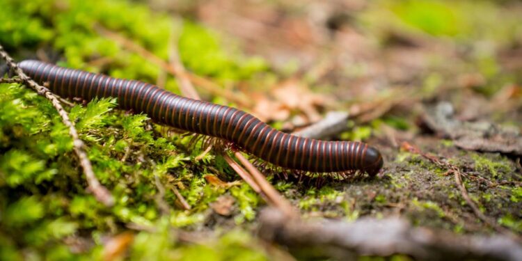 Piolhos-de-cobra aparecendo no armário com a chuva de dezembro? Folha que eles odeiam e some em 48h