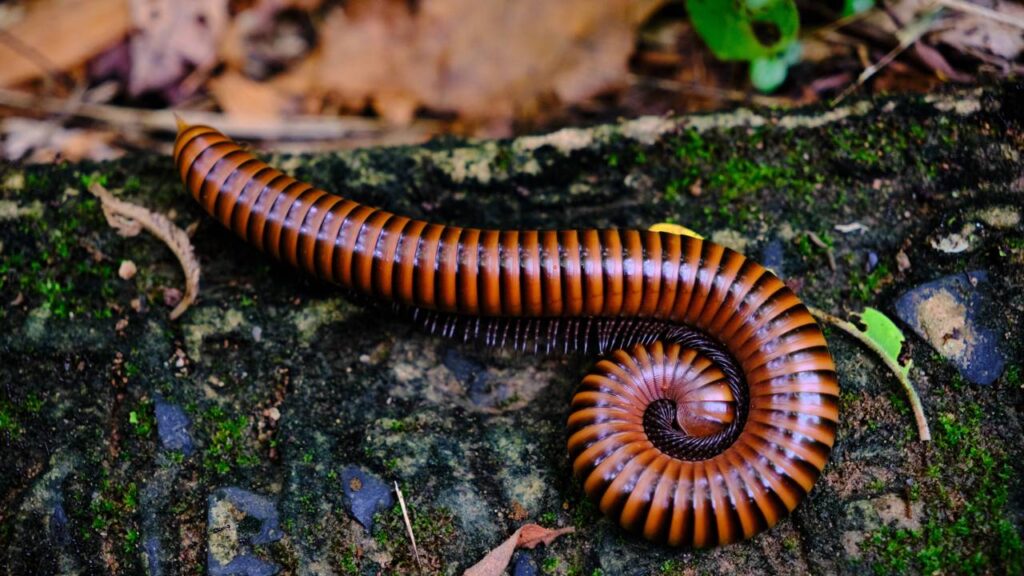 Piolhos-de-cobra aparecendo no armário com a chuva de dezembro? Folha que eles odeiam e some em 48h