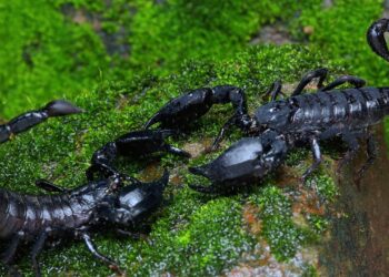 Como afastar escorpiões no verão com cuidados simples no quintal