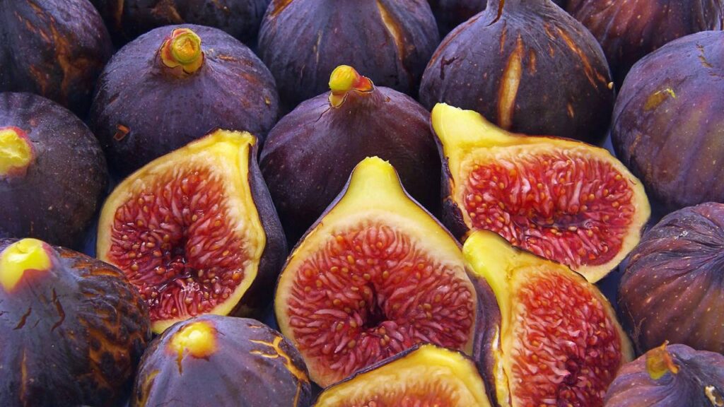 Cultive figueira no seu quintal e desfrute de frutos doces durante toda a estação
