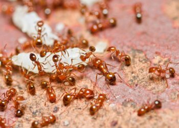 Pó caseiro elimina formigas-de-fogo no verão sem gastar muito