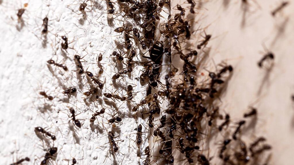 Como afastar formigas da casa usando só ingredientes da cozinha
