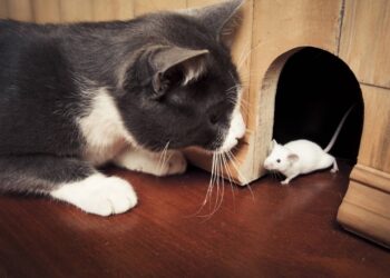 Nomes para o gato caçador que traz ''lembrancinha'' às 3 da manhã