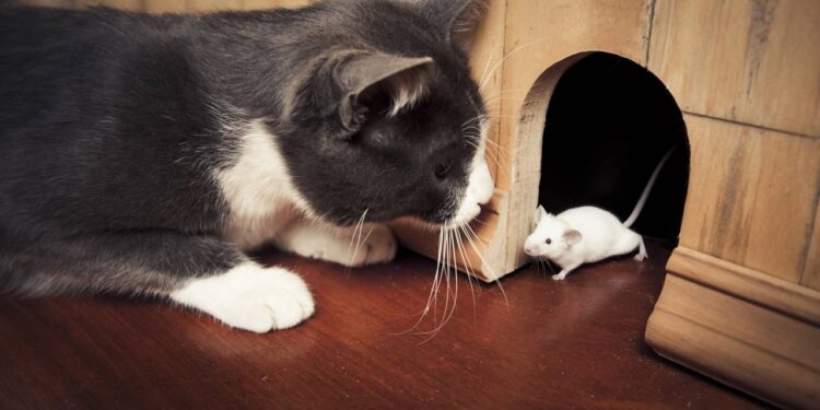 Nomes para o gato caçador que traz ''lembrancinha'' às 3 da manhã