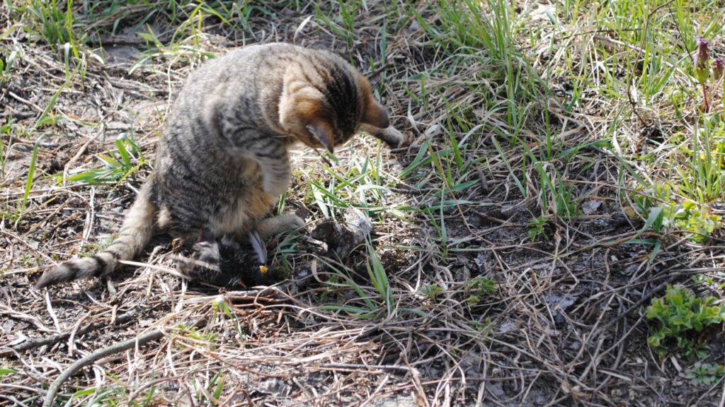 Nomes para o gato caçador que traz ''lembrancinha'' às 3 da manhã
