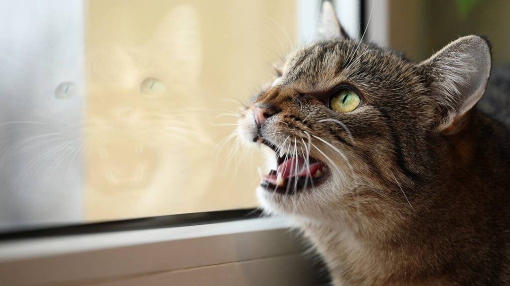 Nomes para o gato caçador que traz ''lembrancinha'' às 3 da manhã