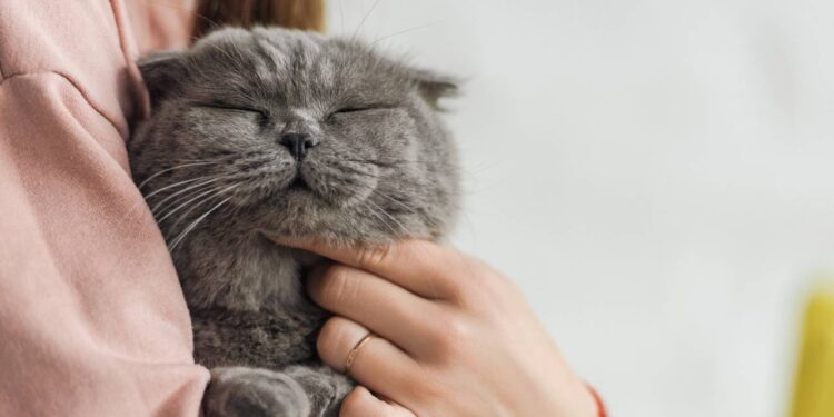 15 nomes aconchegantes para gatos que adoram um colo quentinho