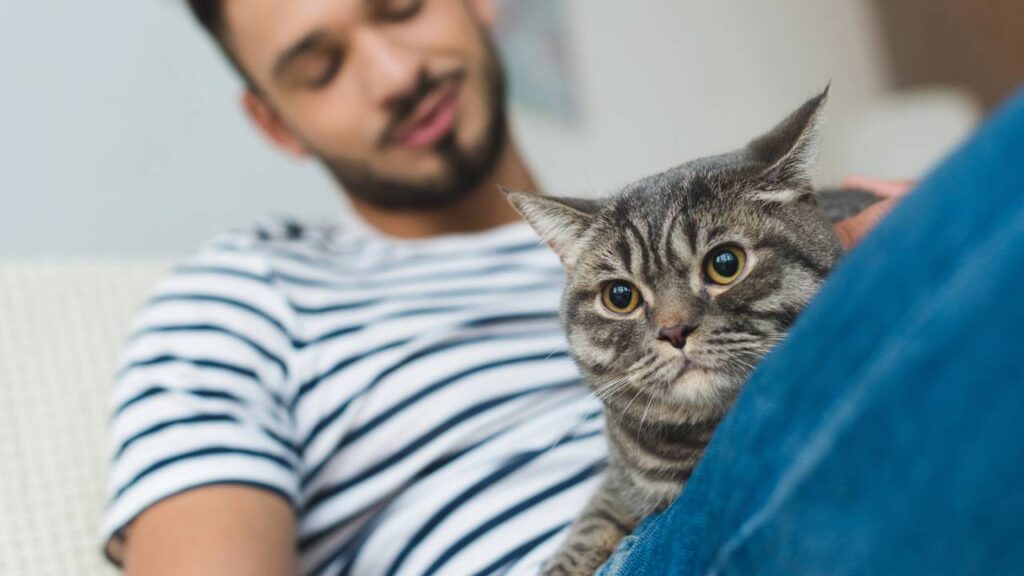 15 nomes aconchegantes para gatos que adoram um colo quentinho