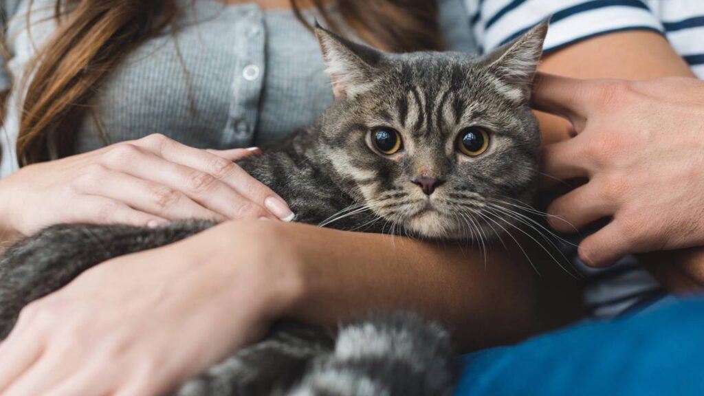 15 nomes aconchegantes para gatos que adoram um colo quentinho