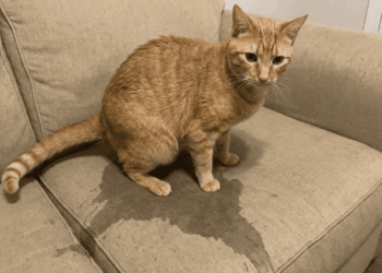 Gatos fazendo xixi em lugar errado