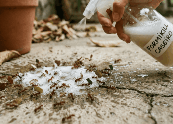 mistura caseira para acabar com formigas em casa