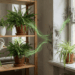 Plantas que absorvem mofe de casa