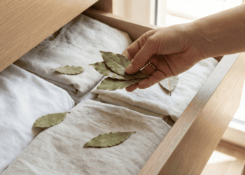 Uso da folha de louro para afastar traças