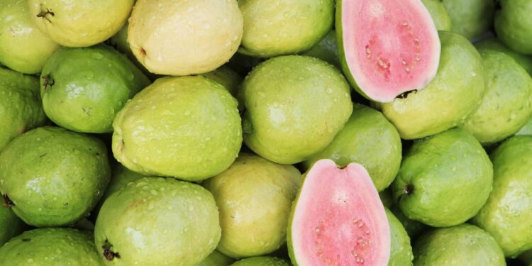 Técnica comprovada para cultivar goiabeira com frutos doces o ano inteiro