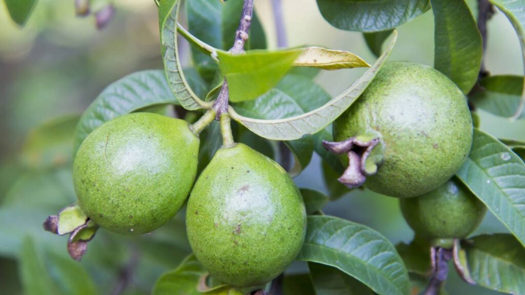 Técnica comprovada para cultivar goiabeira com frutos doces o ano inteiro