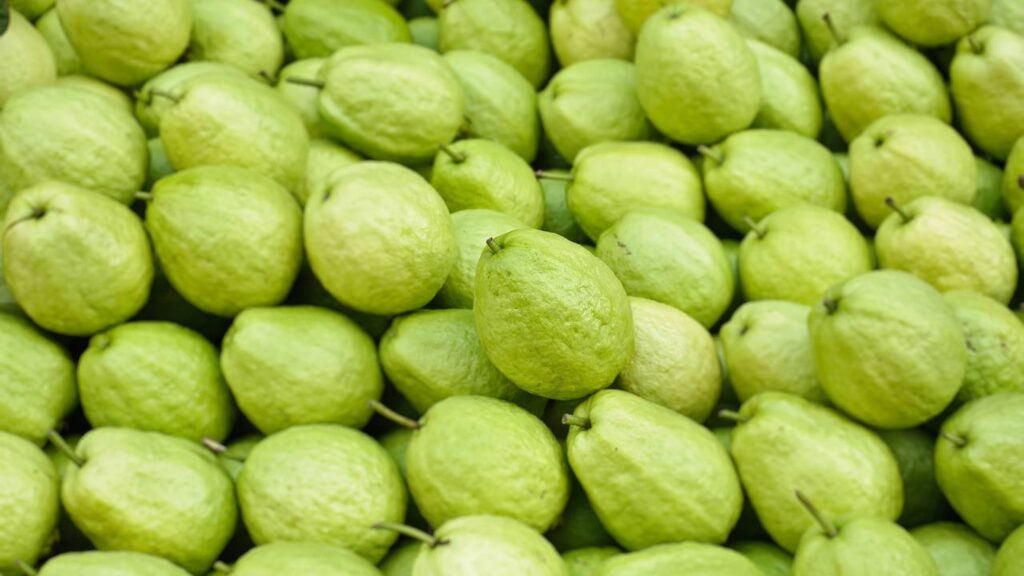 Técnica comprovada para cultivar goiabeira com frutos doces o ano inteiro