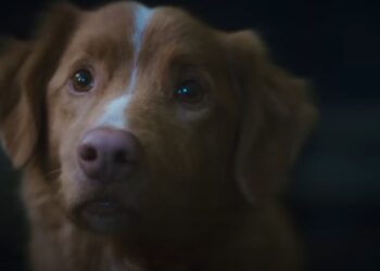 O cão de "Good Boy" foi indicado a um prêmio e virou debate sobre atuação