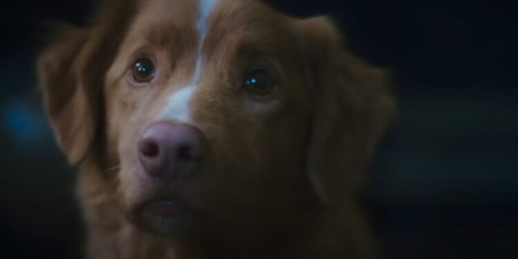 O cão de "Good Boy" foi indicado a um prêmio e virou debate sobre atuação