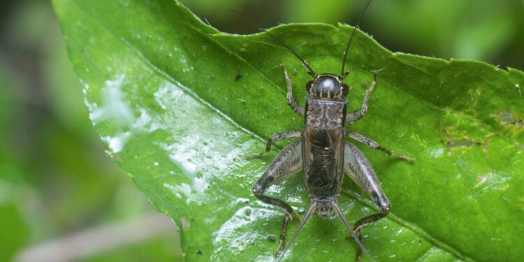 Grilos cantando (e comendo tudo) no quintal à noite? Armadilha com melaço que pega vivo e você solta longe