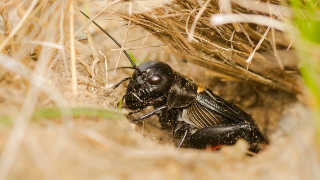 Grilos cantando (e comendo tudo) no quintal à noite? Armadilha com melaço que pega vivo e você solta longe