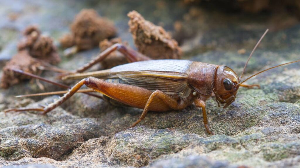 Grilos cantando (e comendo tudo) no quintal à noite? Armadilha com melaço que pega vivo e você solta longe
