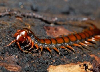 Lacraias aparecendo no banheiro com a umidade? Método com sal grosso que elas nunca mais cruzam