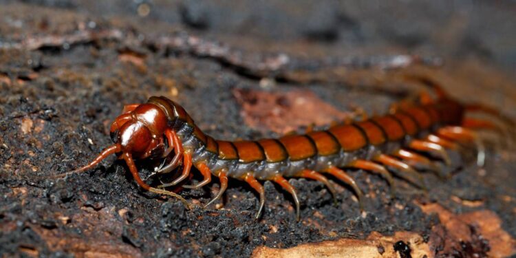 Lacraias aparecendo no banheiro com a umidade? Método com sal grosso que elas nunca mais cruzam