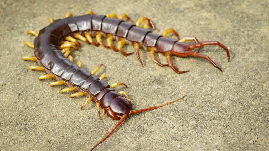 Lacraias aparecendo no banheiro com a umidade? Método com sal grosso que elas nunca mais cruzam