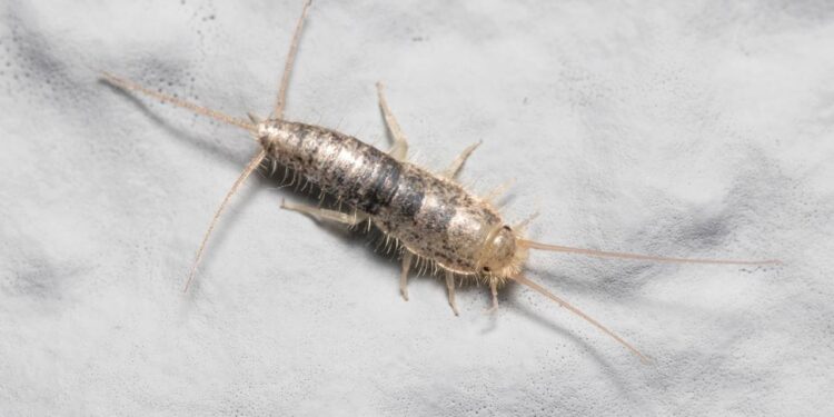 Peixe-prata correndo no banheiro com a umidade? Truque com ingrediente de cozinha que seca o caminho deles