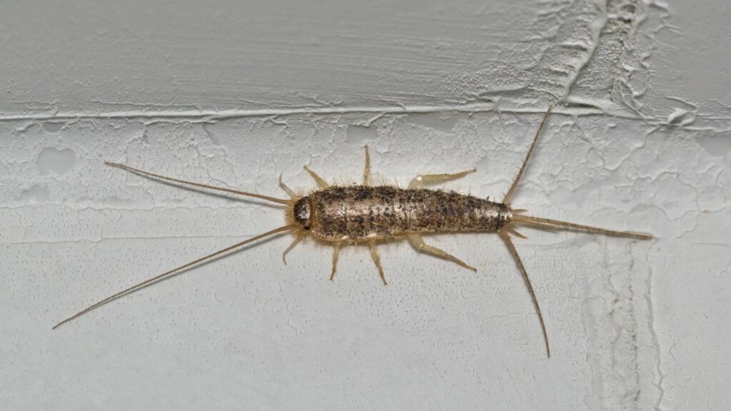 Peixe-prata correndo no banheiro com a umidade? Truque com ingrediente de cozinha que seca o caminho deles