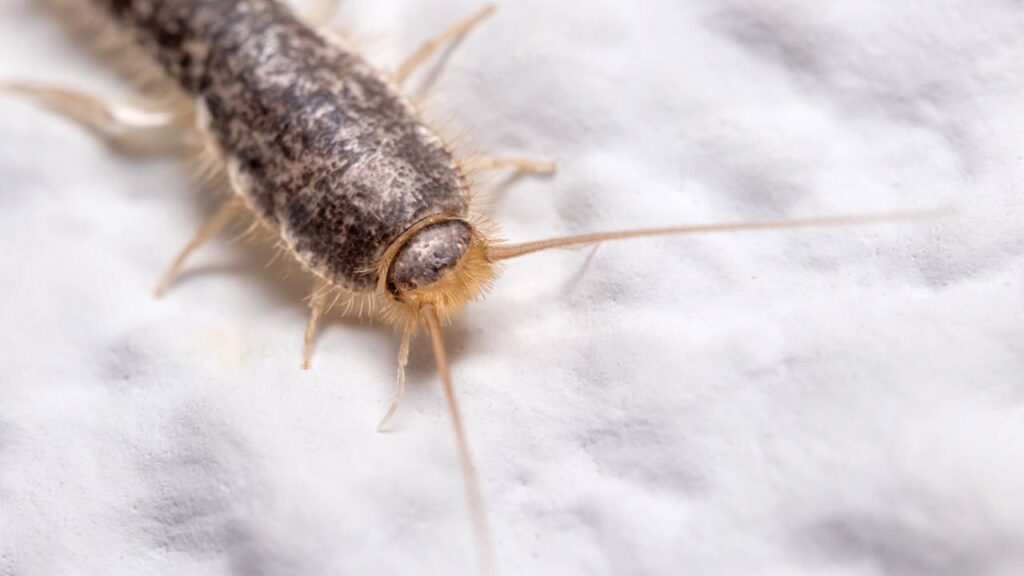 Peixe-prata correndo no banheiro com a umidade? Truque com ingrediente de cozinha que seca o caminho deles