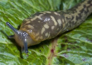 Como usar cerveja para controlar lesmas e caracóis na primavera