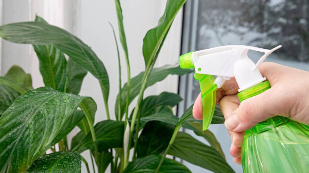 rega de uma lírio da paz