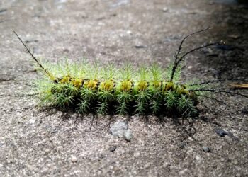 Esta receita com sabão elimina taturanas das árvores no calor