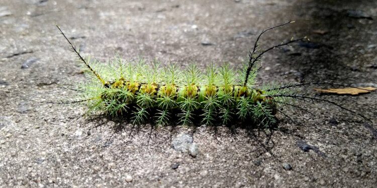 Esta receita com sabão elimina taturanas das árvores no calor