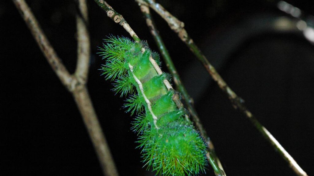 Esta receita com sabão elimina taturanas das árvores no calor