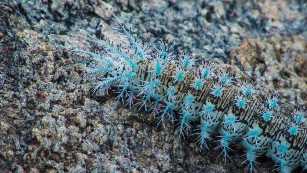 Esta receita com sabão elimina taturanas das árvores no calor